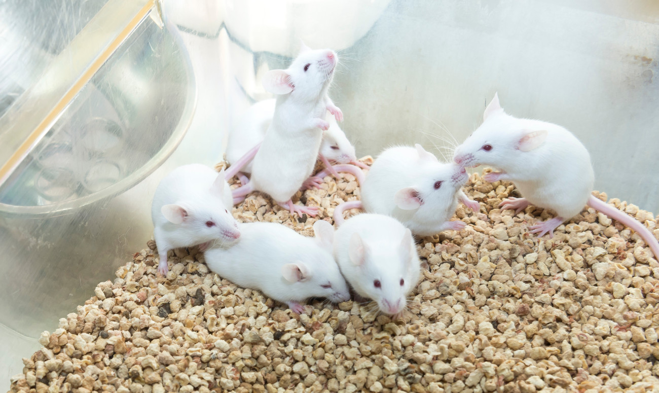 Launch Webinar Atracktive Challenge Early Life Identification System For Mice Nc3rs